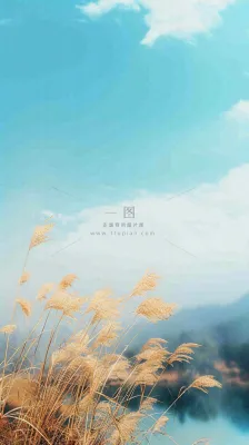 秋天蓝天户外芦苇草，立秋秋分摄影图