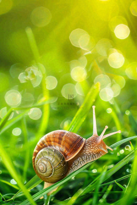 春夏草地上的蜗牛露珠惊蛰春分立夏摄影图