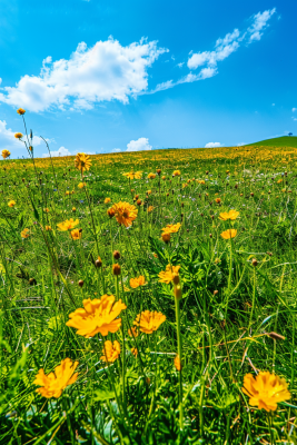 春天草原盛开的鲜花花朵花丛蓝天白云摄影图