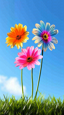 春天蓝天白云草坪鲜花，五彩缤纷鲜艳摄影图