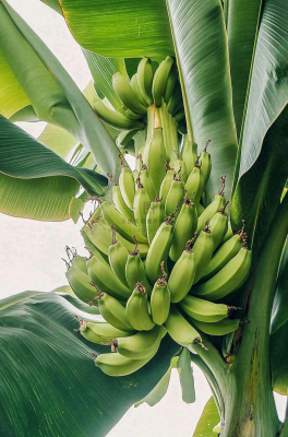 香蕉树芭蕉叶青香蕉水果摄影图 香蕉树芭蕉叶青香蕉水果摄影图