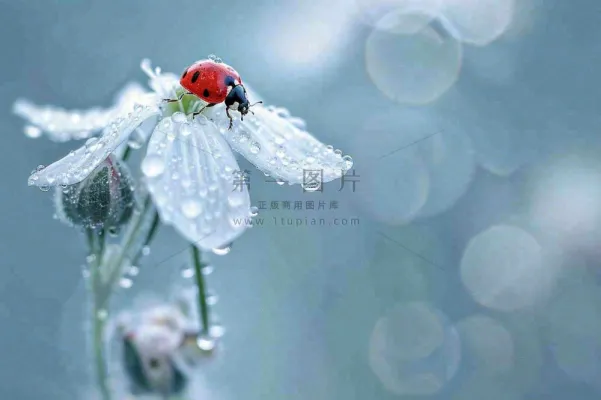 下雨天白色花朵上的七星瓢虫昆虫春天雨水谷雨摄影图