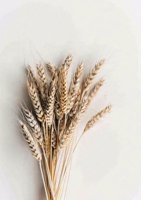 秋天小麦麦穗粮食芒种立秋秋分摄影图