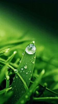 夏天绿植叶子露珠萌芽清新，雨水白露谷雨摄影图