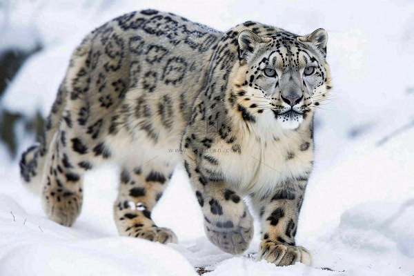 雪豹冬天森林雪地里的猎豹保护动物摄影图