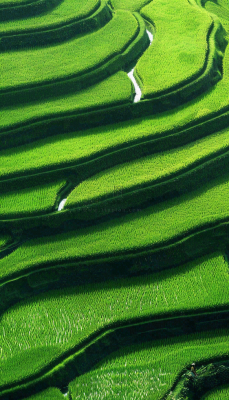 中国梯田绿色水稻小满劳动节摄影图