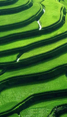 中国梯田绿色水稻小满劳动节摄影图