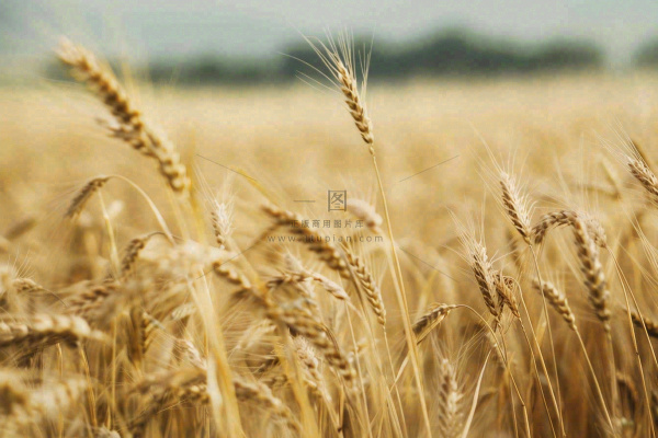 金黄成熟的小麦麦穗农田芒种秋天丰收摄影图