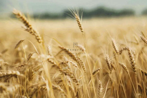 金黄成熟的小麦麦穗农田芒种秋天丰收摄影图