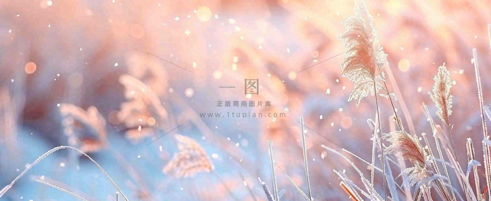 冬天下雪天的芦苇荡夕阳晚霞小雪大雪摄影图