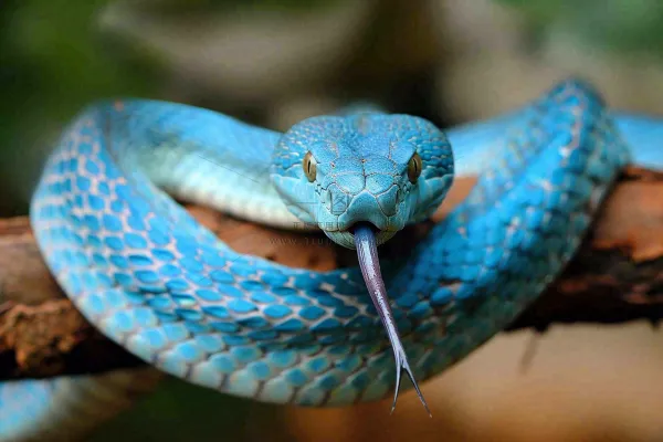 蛇盘踞在树枝上爬行动物摄影图