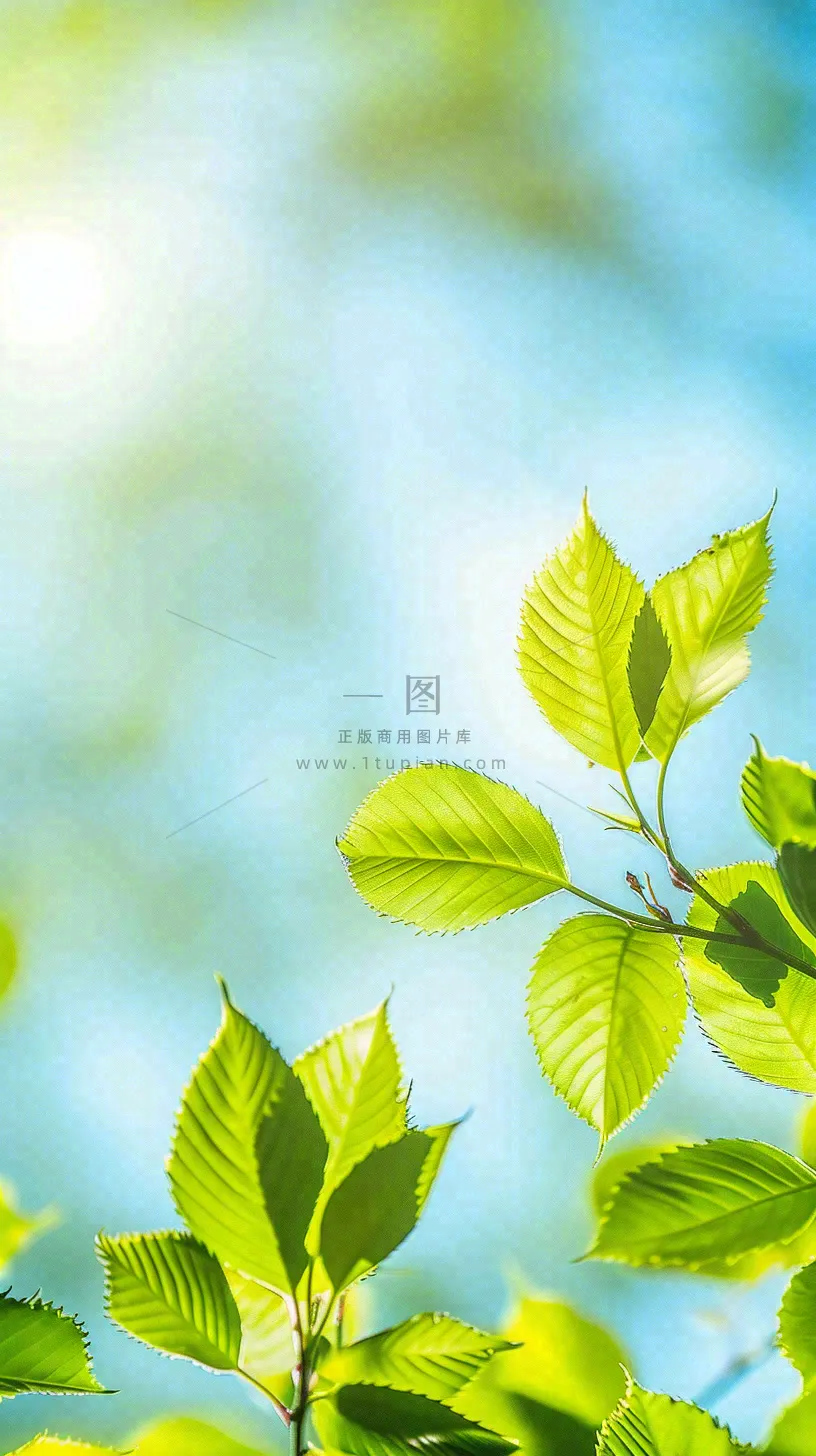 春天绿叶阳光小清新春分立夏摄影图