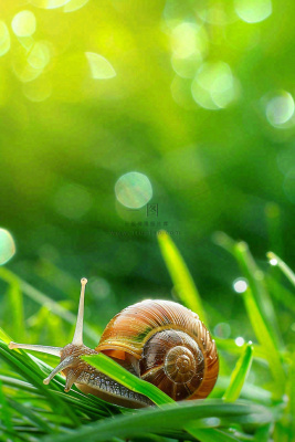 春夏草地上的蜗牛露珠惊蛰春分立夏摄影图