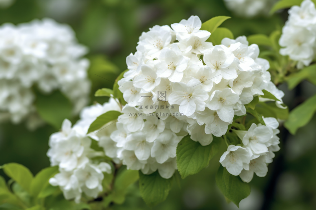 枝条开满了白花花朵细节摄影图