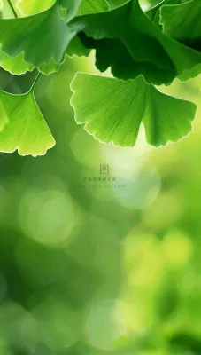 夏天绿色银杏叶树枝阳光小清新唯美小暑大暑处暑摄影图