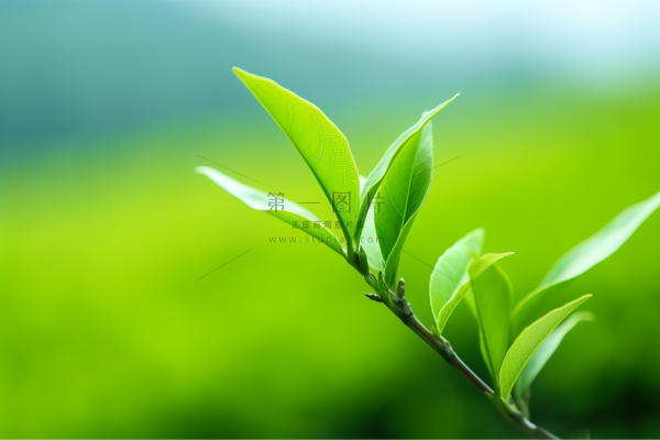 春天抽新芽的茶苗茶叶摄影图t 