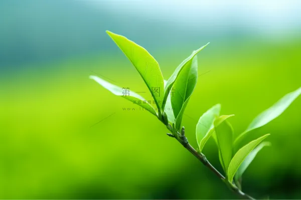 春天抽新芽的茶苗茶叶摄影图t 