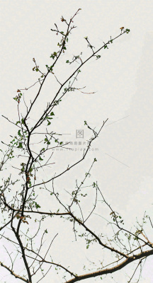 简约白底户外枝叶树枝,极简中国风,立冬摄影图 简约白底户外枝叶树枝,极简中国风,立冬摄影图
