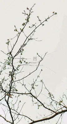 简约白底户外枝叶树枝,极简中国风,立冬摄影图 简约白底户外枝叶树枝,极简中国风,立冬摄影图
