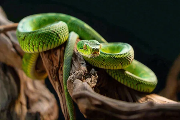 蛇青蛇绿色爬行动物毒蛇摄影图