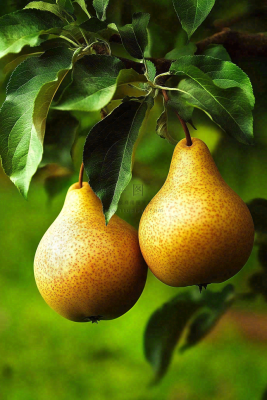 梨树成熟的梨子水果可口摄影图