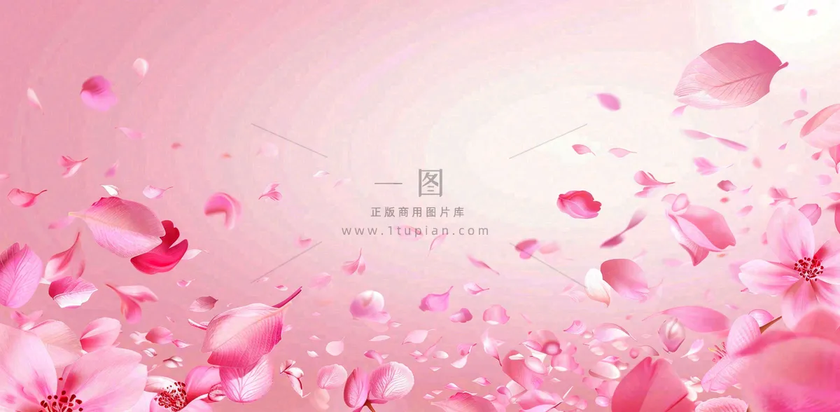 粉色樱花花瓣唯美妇女节春天摄影图