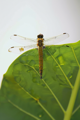 蜻蜓绿叶上停留的竹蜻蜓昆虫春天摄影图