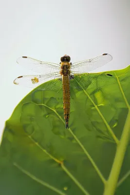 蜻蜓绿叶上停留的竹蜻蜓昆虫春天摄影图