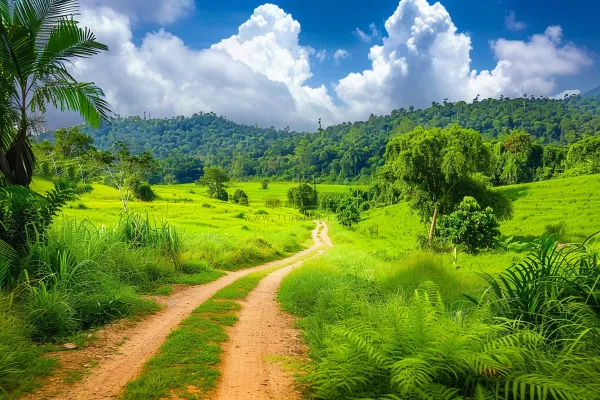 乡间山谷森林的小路摄影图