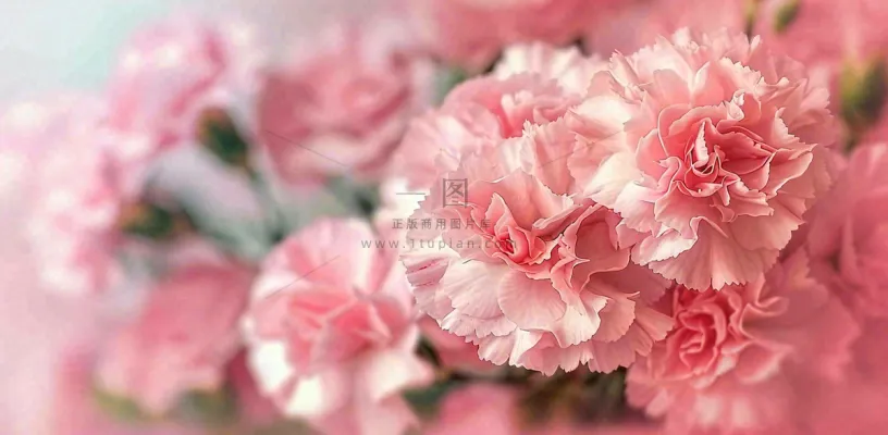 粉色康乃馨鲜花妇女节摄影图