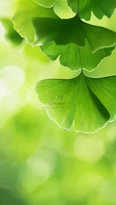 夏天绿色银杏叶树枝阳光小清新唯美小暑大暑处暑摄影图 夏天绿色银杏叶树枝阳光小清新唯美小暑大暑处暑摄影图