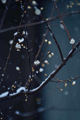 冬天雪花枝叶植物简约意境，冬季小雪大雪冬至摄影图