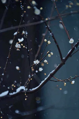 冬天雪花枝叶植物简约意境，冬季小雪大雪冬至摄影图