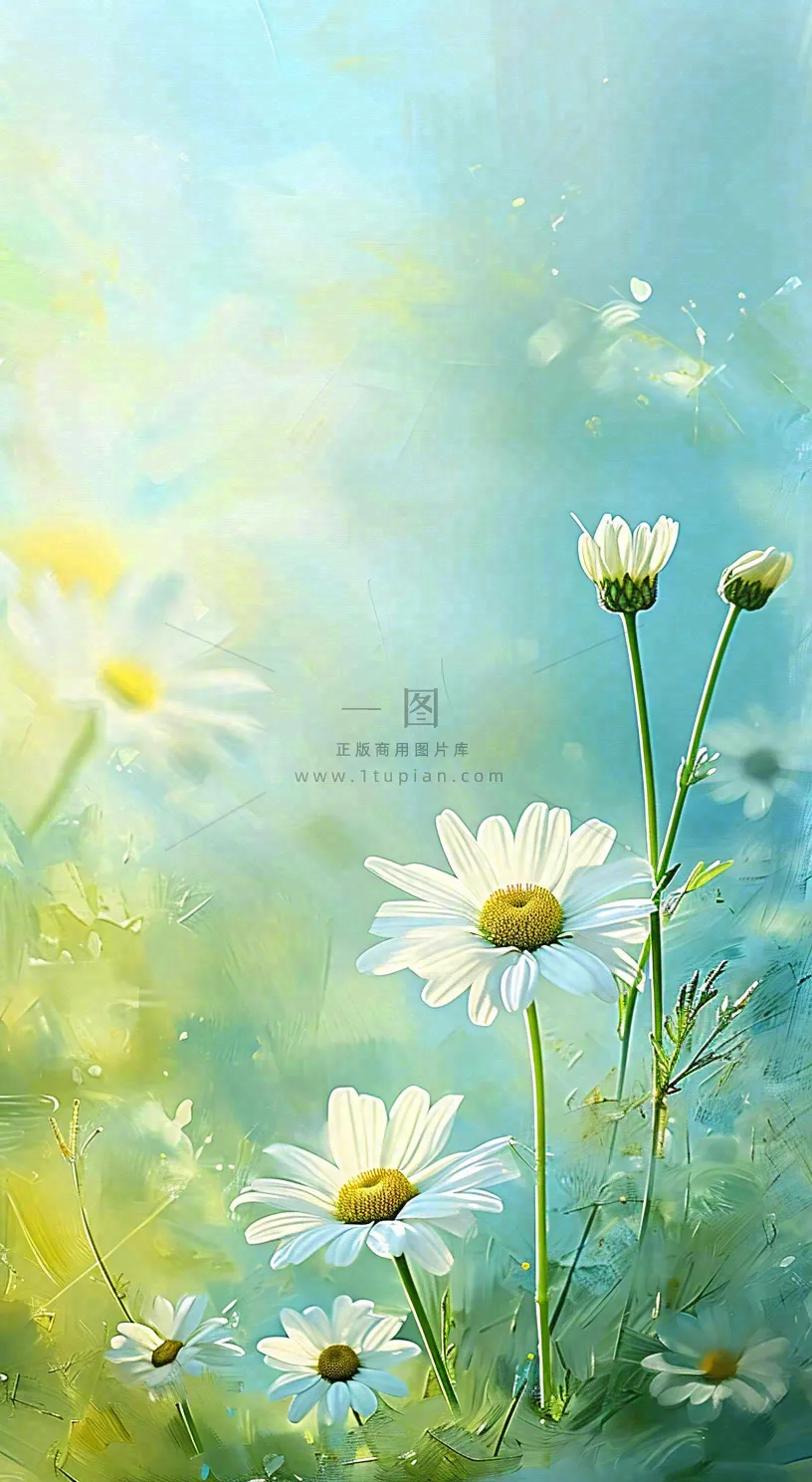 春天清新白色花朵温馨，蓝色朦胧，立春惊蛰春分摄影图