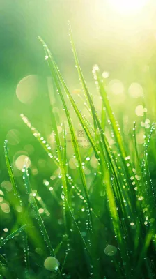 春天草地雨水雨露露珠绿草清新，谷雨雨水惊蛰白露摄影图
