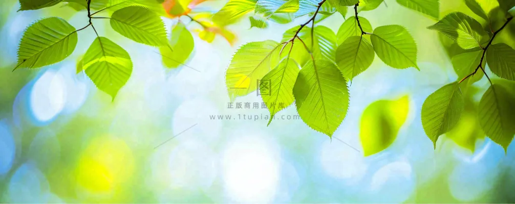 春天阳光绿叶嫩芽清新，立春春分摄影图