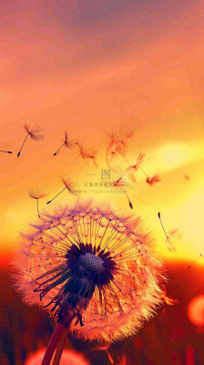 春天落日户外分散种子蒲公英夕阳晚霞摄影图