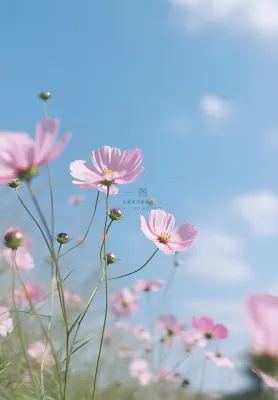 春夏蓝天白云花草绚丽摄影海报素材背景