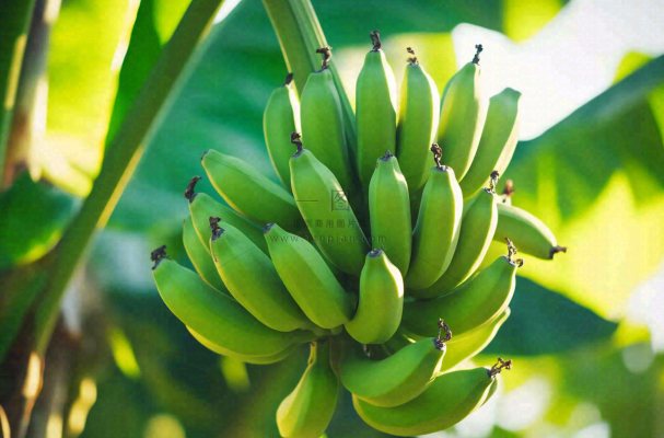 香蕉树芭蕉叶青香蕉水果摄影图 香蕉树芭蕉叶青香蕉水果摄影图