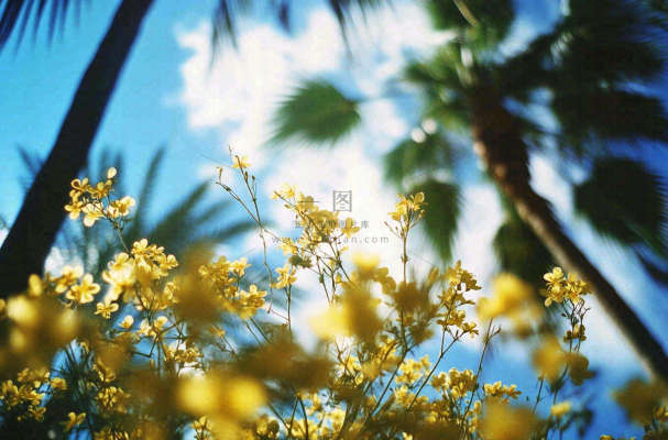 晴天阳光下的小黄花绿植摄影图