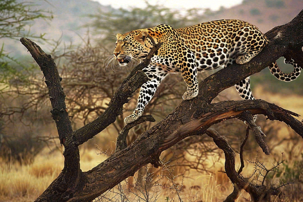 猎豹树干树枝上保护动物摄影图