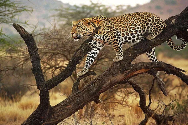 猎豹树干树枝上保护动物摄影图