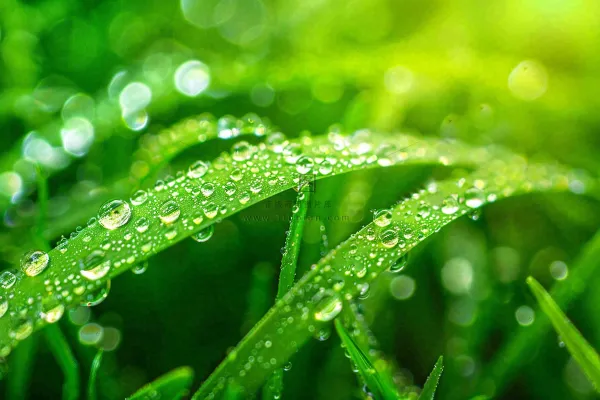 春天草丛叶片上挂满露珠雨滴立春春分雨水谷雨摄影图 春天草丛叶片上挂满露珠雨滴立春春分雨水谷雨摄影图