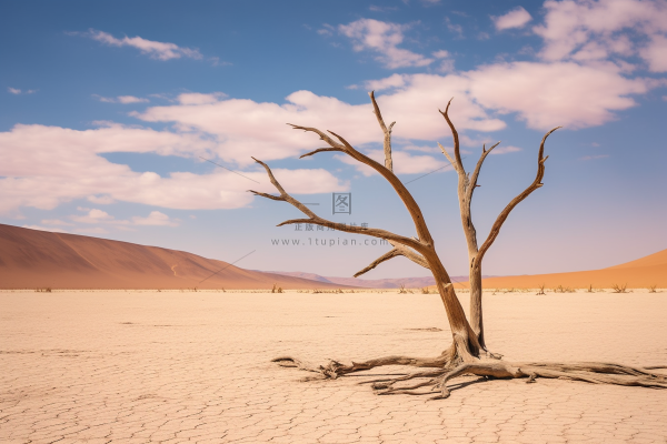 干旱干枯树木缺水干裂土地摄影图