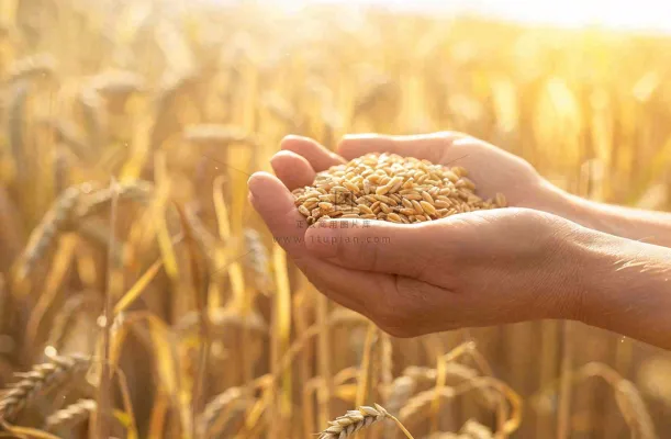 金黄的稻田手捧粮食珍惜粮食芒种世界粮食日摄影图 金黄的稻田手捧粮食珍惜粮食芒种世界粮食日摄影图