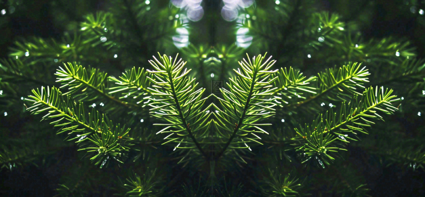 绿色绿植枝叶镜像镜头，新鲜生命力摄影图