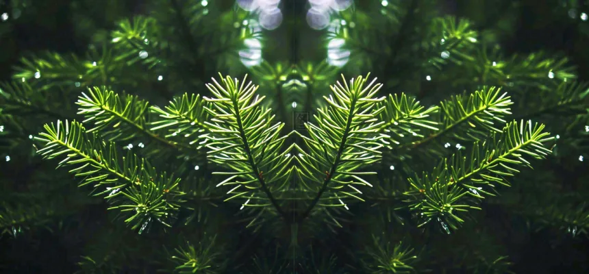 绿色绿植枝叶镜像镜头，新鲜生命力摄影图