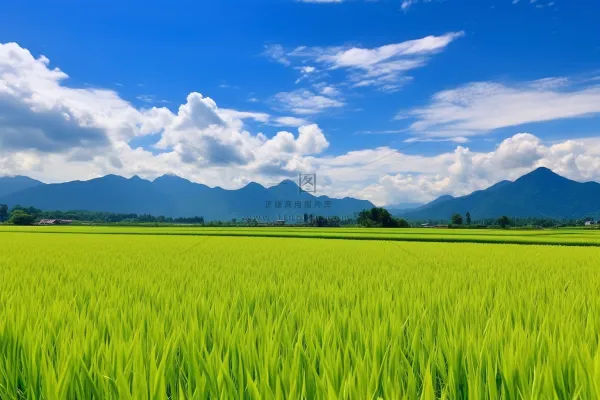 种植农田里的大片稻苗水田摄影图