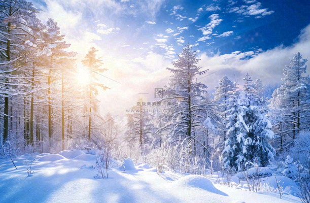 冬天白雪覆盖的森林阳光照射大自然雪景大雪小雪冬至摄影图