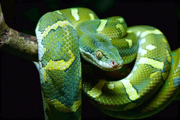 蛇盘踞在树枝上吐舌头爬行动物摄影图